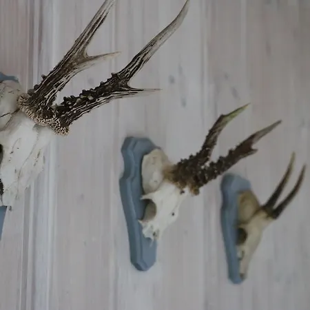 בית הארחה Foresta בראונלאגה